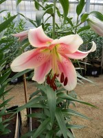 [4372 Okayama ST No102.JPG]